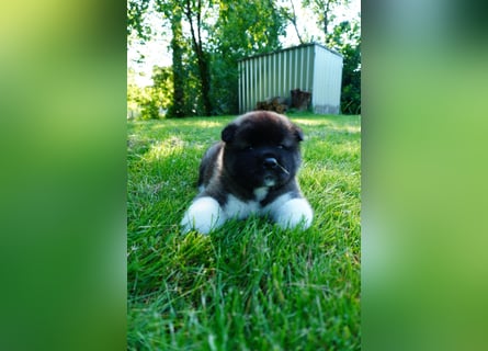 Amerikanische Akita