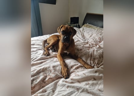 Wunderschöne Boxerwelpen!