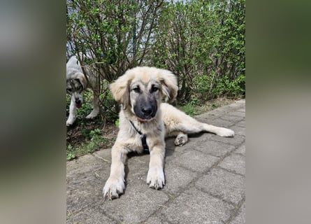 Alex, lieb, menschenbezogen, sehr sozial und katzenvertäglich