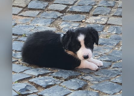 Border Collie welpen