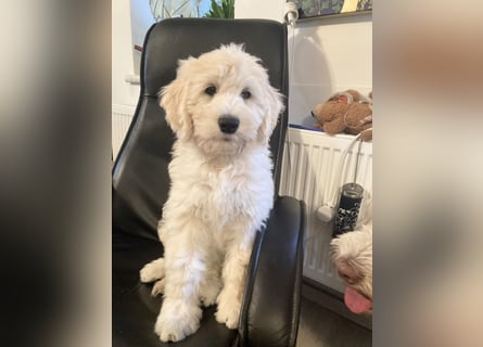 Abgabebereite Goldendoodle & Labradoodle Labrador+Golden+Retriever+Pudel Welpen