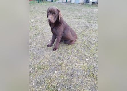 Labrador Welpen schokobraun reinrassig