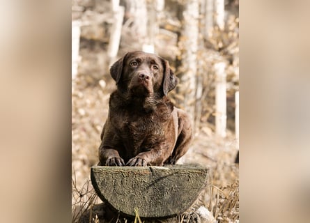 Labrador Welpen aus Körzucht