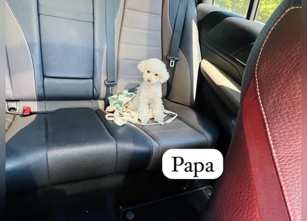 Rüde Pudel Welpen - Male Poodle Puppy
