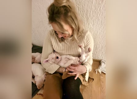 NEUE Welpen sind da.. die reinrassigen Dogo Argentinos mit Ahnenpass