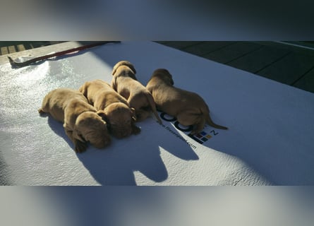 Magyar Vizsla Welpe