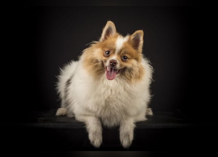 Liebevolle Zwergspitz Pomeranian Zucht
