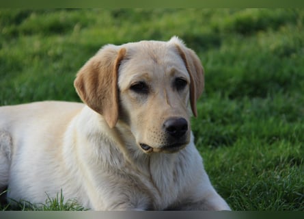 Liebevoller und kerngesunder Labrador Jungrüde in gelb sucht...