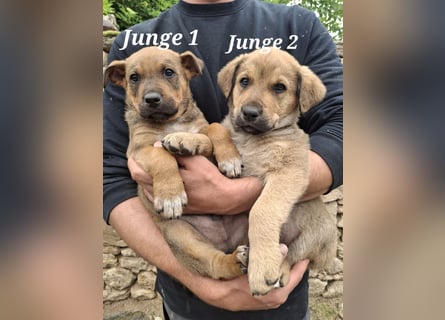 Fünf Burschen suchen ab Mitte Juni, ihr für immer Zuhause!