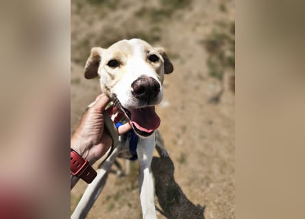 Lucy: tolle Familienhündin in schöner Größe