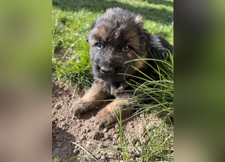 Deutsche Schäferhunde Langstockhaar