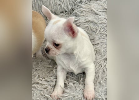 Chihuahua Rüden 9 Wochen alt mit Ahnentafel