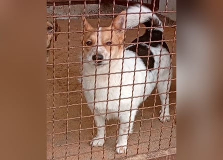 ❤️ süßer kleiner Stenz PABLO - 3 Jahre, 30cm - Corgi-Jack-Russel-Mix