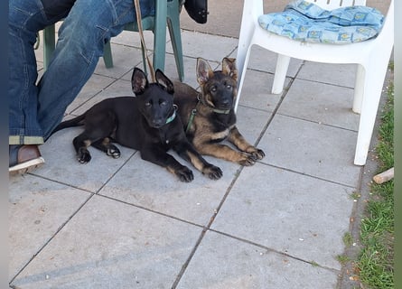 Schäferhundwelpen