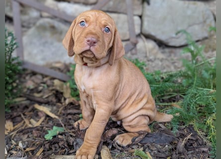 Ungarisch-Drahthaar-Welpen (UD) - Magyar Vizsla