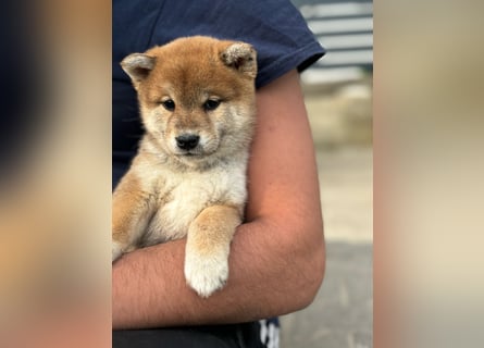 Shiba inu Welpen mit Papieren, an Erbkrankheiten getestet, Transport möglich!
