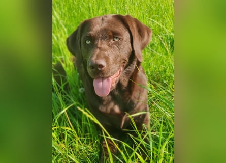 Reinrassige Labradorwelpen (Arbeitslinie)drei schwarze Mädels suchen ein schöne Zuhause