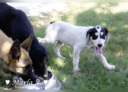 Marla, Scippy und Kea auf der Suche nach ihrer Familie