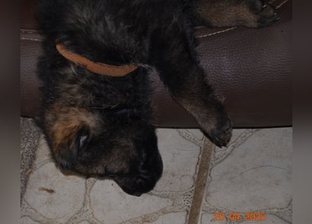 Dunkelgraue Schäferhunde aus Kör-u.Leistungzucht
