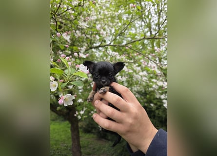Chihuahua Welpen mit Ahnentafel
