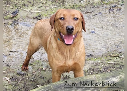 Labradoodle F1 Welpen aus Familienzucht vom Züchter 
