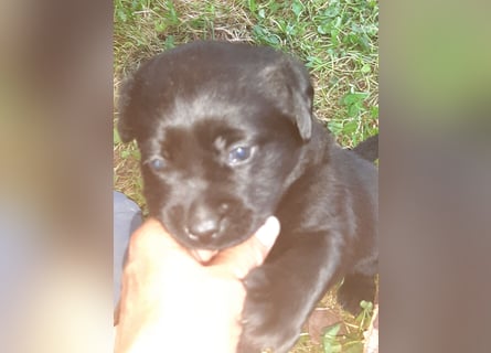 Labradorpuppies mit Papieren suchen ab Mitte Juli ein neues Zuhause