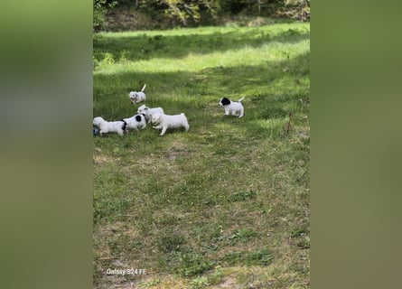 Spanische Wasserhund Welpen reinrassig