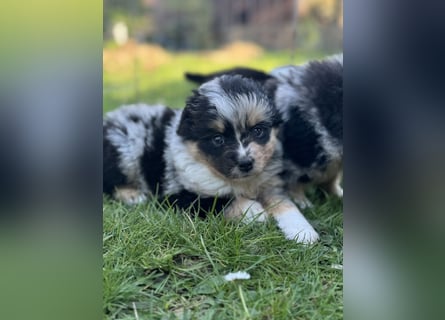 Einzigartige Mini Aussies