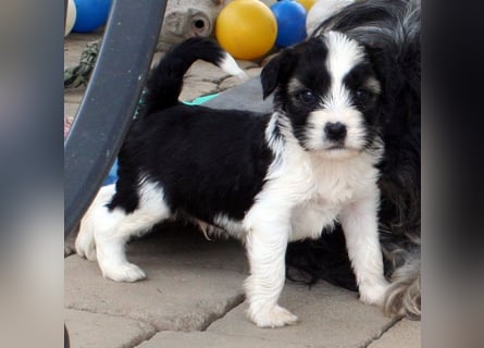 Kirsei-Kra Tibet Terrier Welpen ( VDH / ILT )