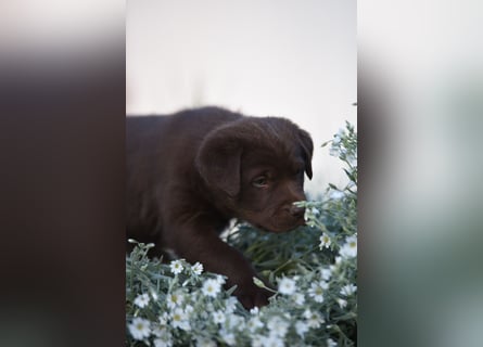 Aussiedor Aussiedorwelpe Welpe Australien Shepherd x Labrador