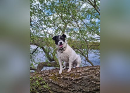 ⭐️ Neues Zuhause gesucht ⭐️