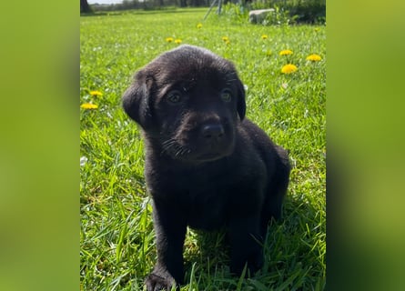 Labrador Welpen in foxred und schwarz aus liebevoller Hobbyzucht