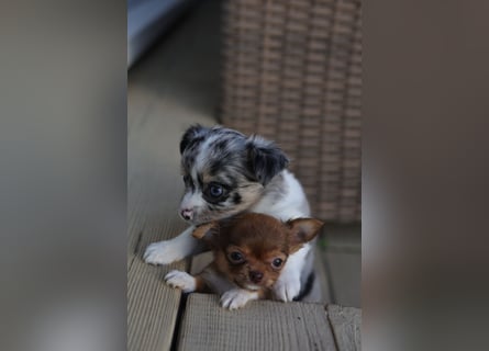 Supersüßes Mini Chihuahua Mädchen