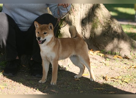 Shiba Inu beautiful puppies