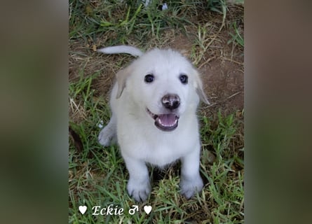 Eckie, Emma, Enya und Erin suchen ihre Familien ab Oktober