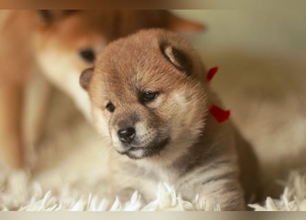 Schöne rote Shiba inu Welpen MEI, MIKA, MASARU mit FCI dokumenten