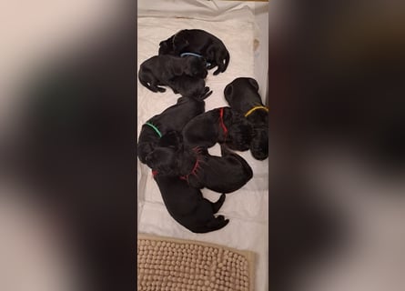 Riesenschnauzer schwarz Welpen des A-Wurf's am 02.07.25 gefallen