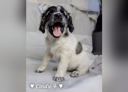 , Cindy und Carla suchen ab Mitte Juli ein Zuhause
