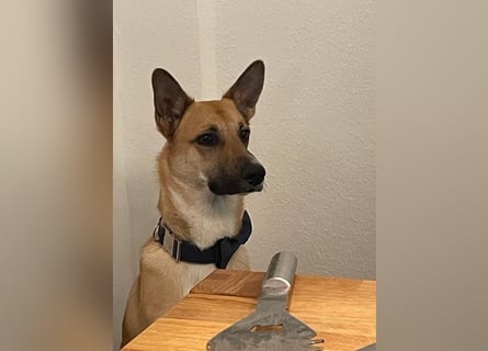 Mica, 3 Jahre, sucht ein neues Zuhause