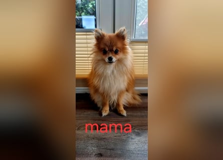 Pomeranian Spitz