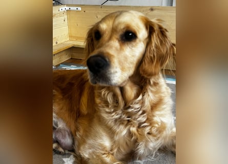 Golden Retriever Welpen mit Ahnentafel