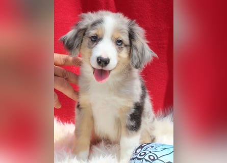 Super schöne Miniature Australian Shepherd Schmusebärchen aus liebevoller Hausaufzucht .