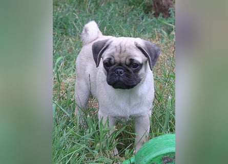 Mops 2.0 Welpen, Rüde, 13 Wochen, Ahnentafel CfdM / VDH / FCI
