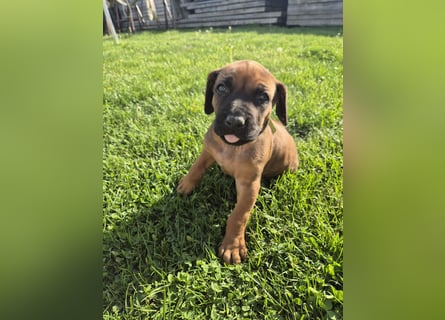 Ridgeback-Welpen