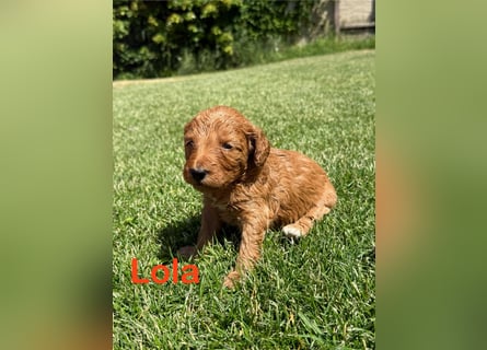 Aussiedoodle / Aussiepoo  F1b