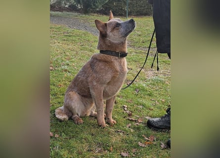 Australian Cattle Dogs