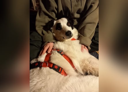 Panda sucht zuhause oder Pflegestelle
