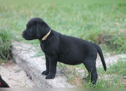 Labrador Welpen