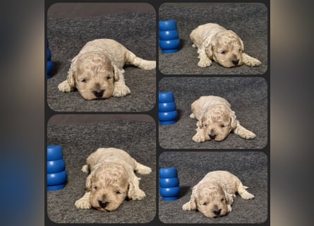 Cockapoo ! Bezaubernde Welpen aus langjähriger, bewährter u. überprüfter Haus/Familienaufzucht.