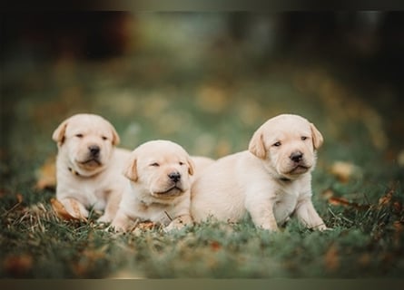 Labrador Welpen reinrassig (gelb-foxred)